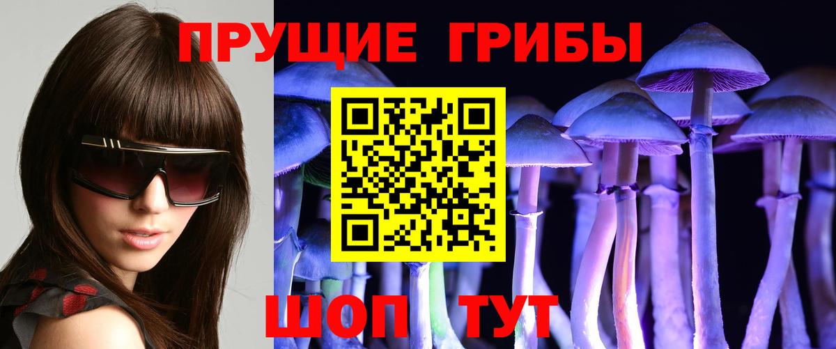 Псилоцибиновые грибы Psilocybe Красноярск
